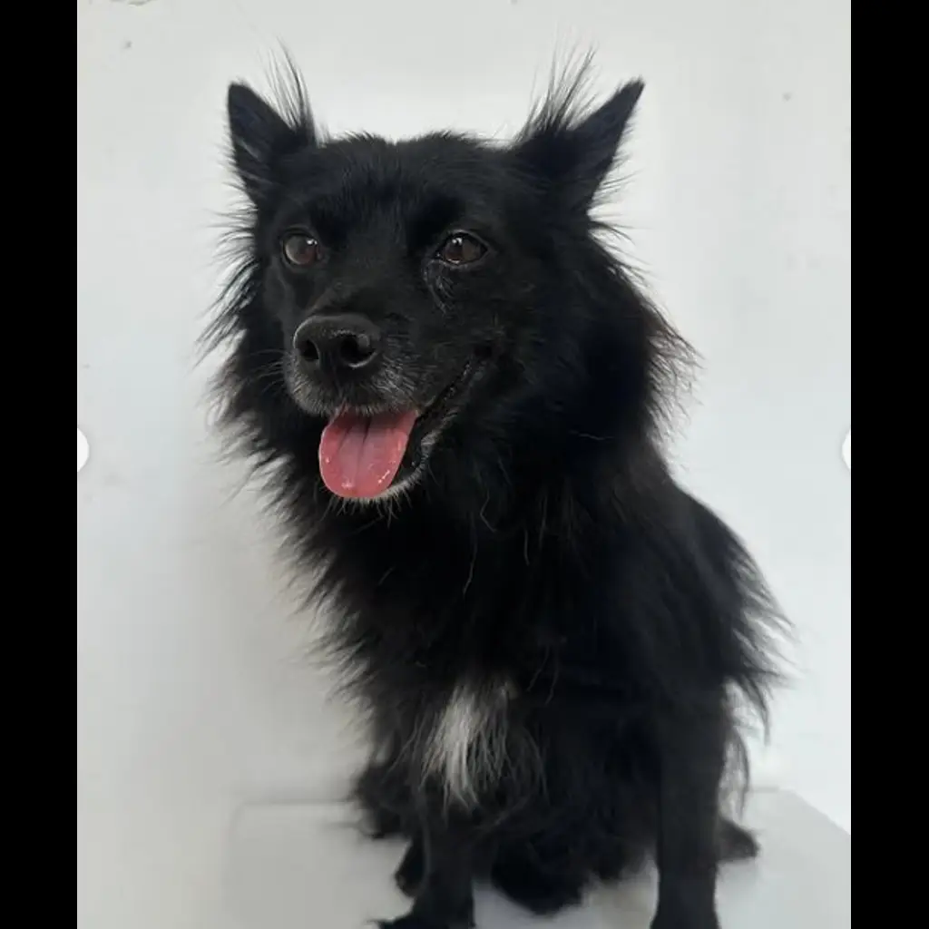 jual-mongrel-atau-mix-pom-moana-3ATMUYDHMJ