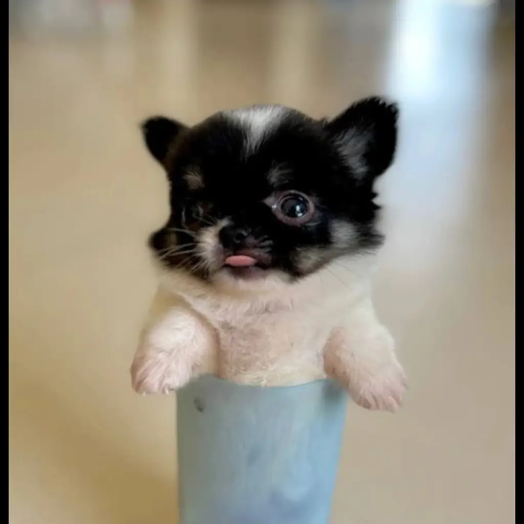 jual-teacup-chihuahua-mini-3R7ZJGW0RP