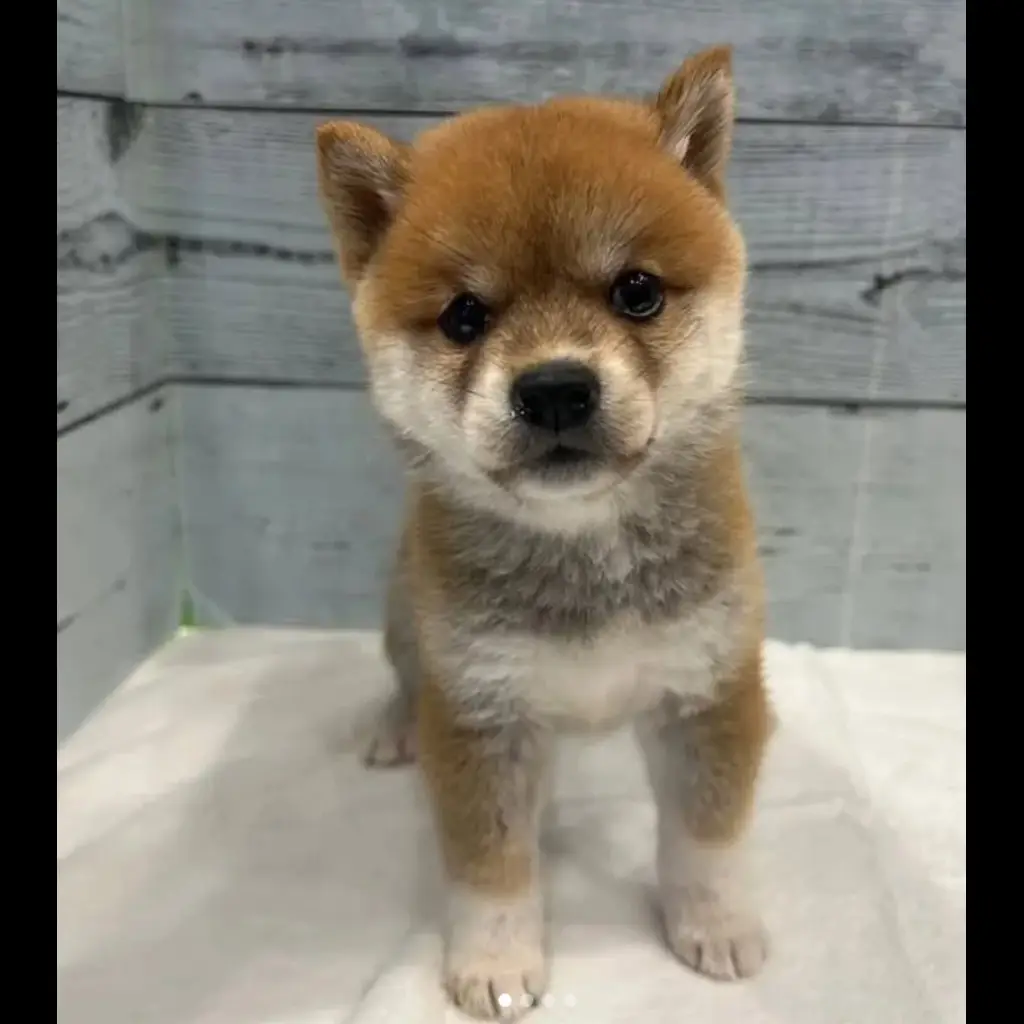jual-shiba-inu--ZRD9H7BF41