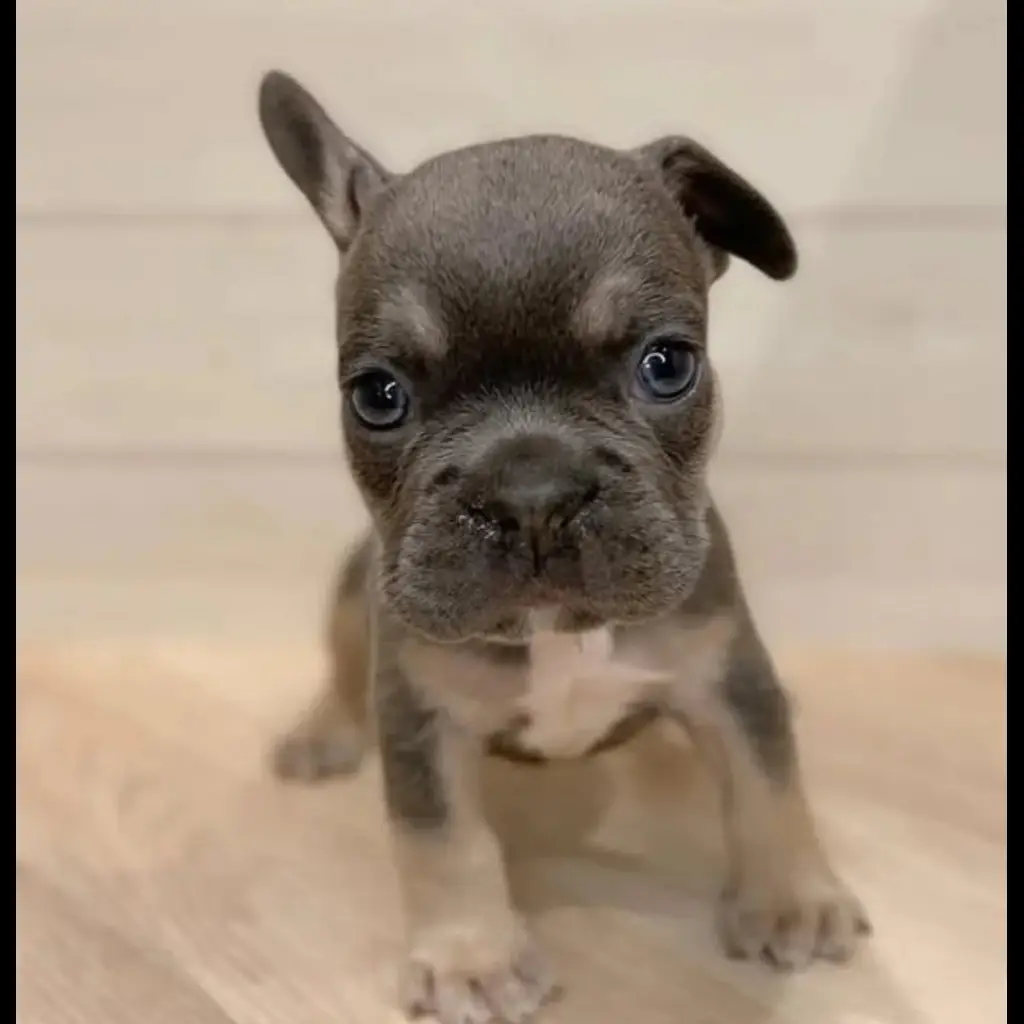 jual-french-bulldog-MLTOKSFL4V