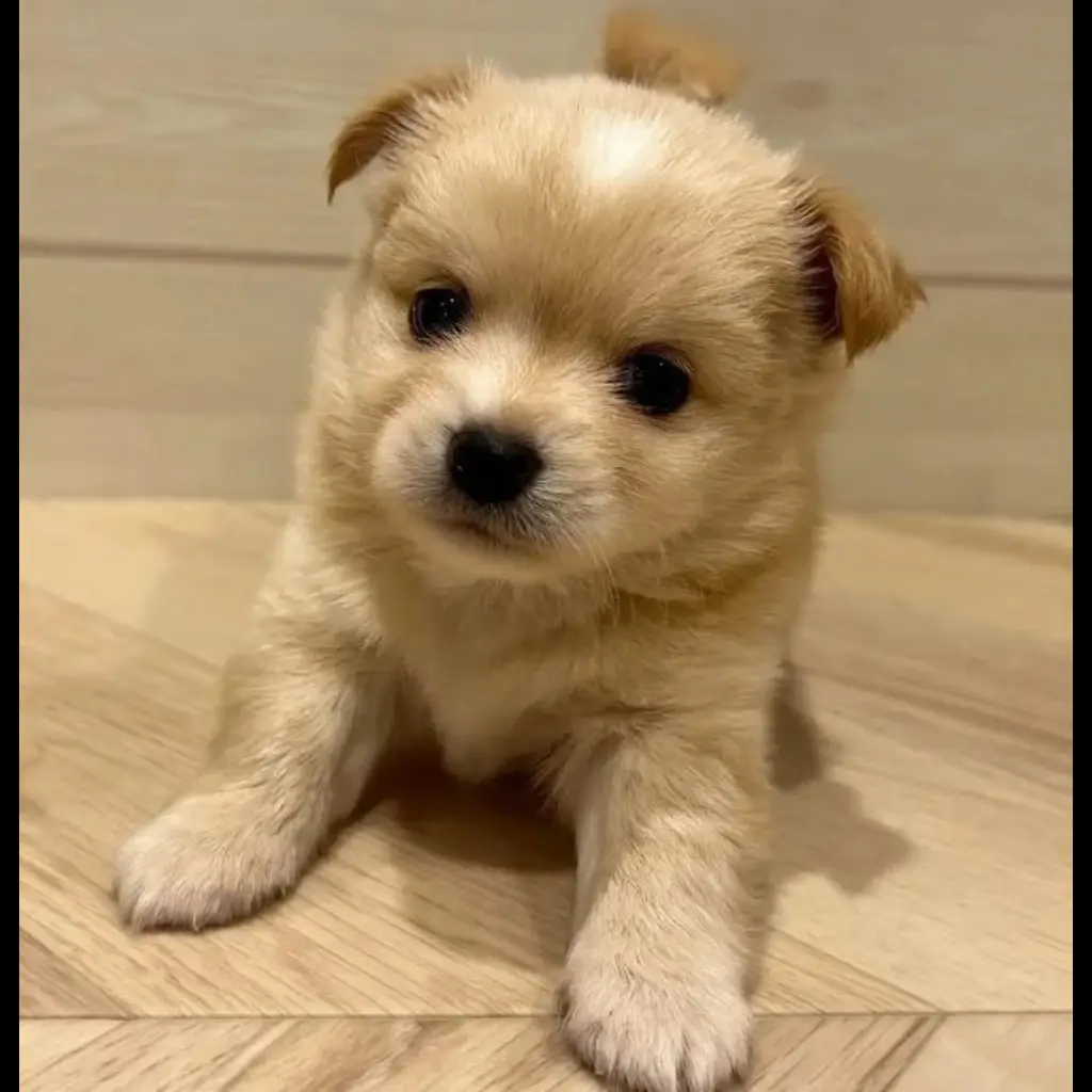 jual-pomeranian-mix-SYL65YHWR6