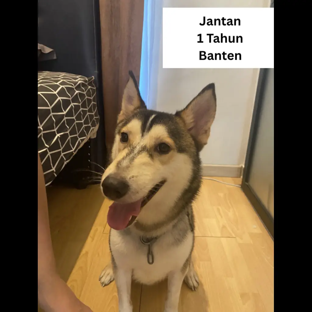 siberian-husky-1-tahun-jantan-WNDGN5V75I