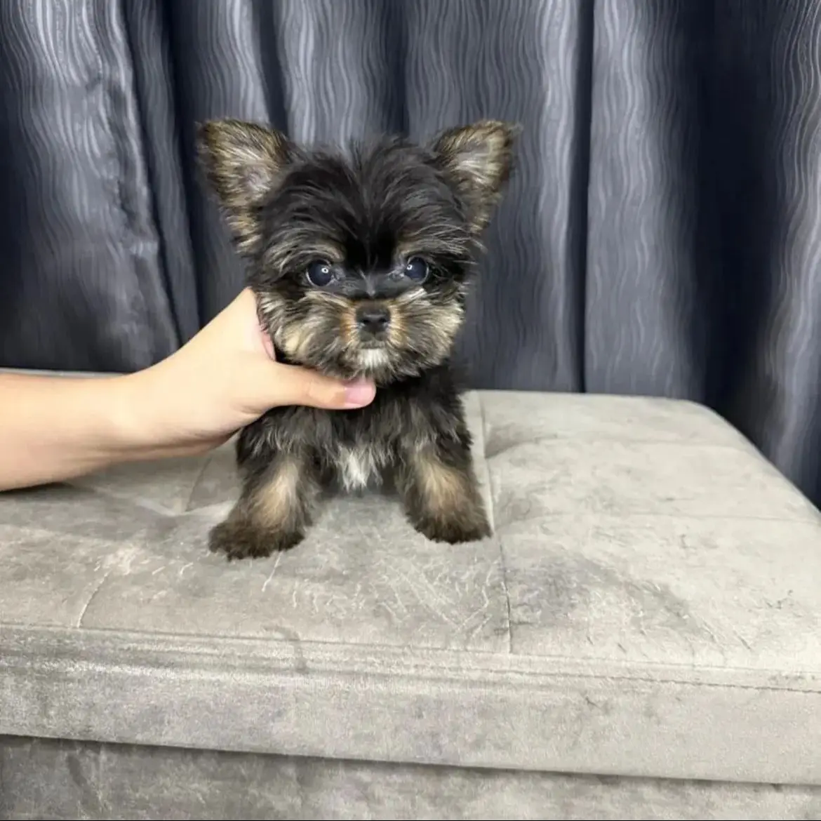 jual-shih-tzu--R695UU8SYG