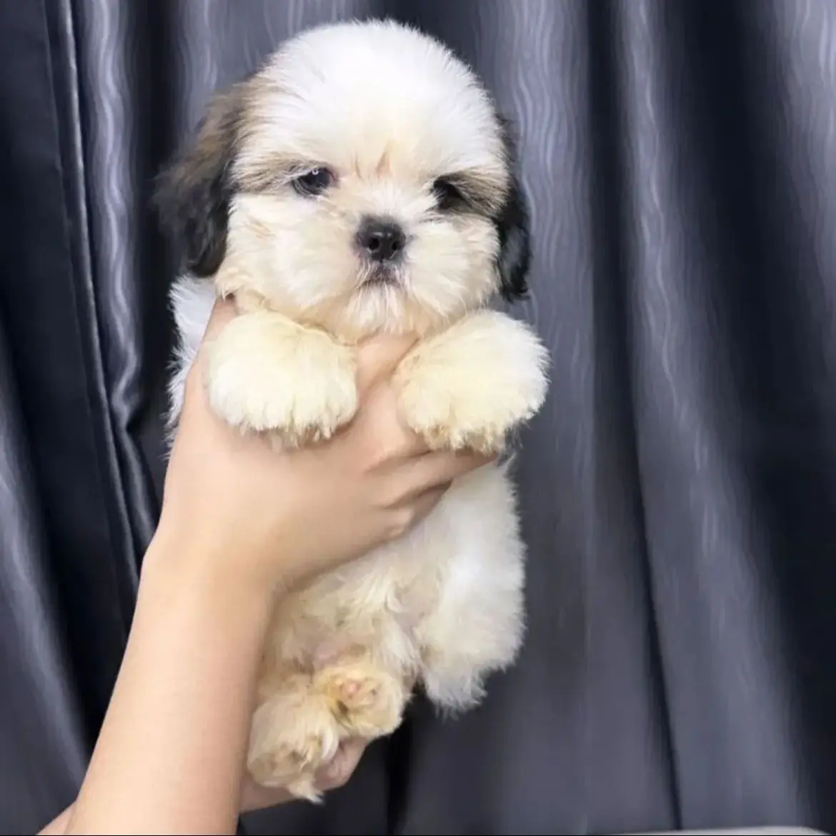 jual-shih-tzu-91XRN34G0N