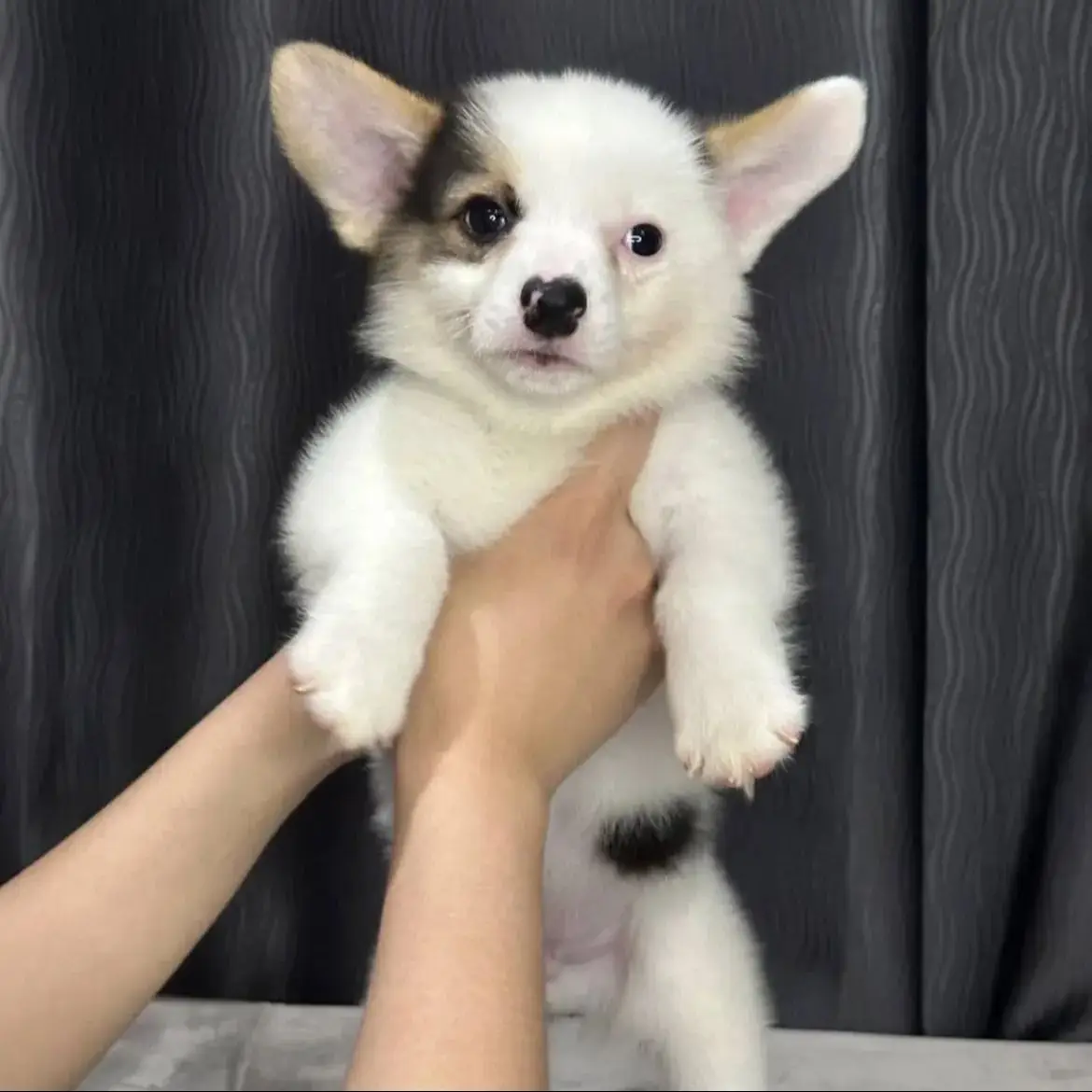 jual-pembroke-welsh-corgi-4VAZLPVW4O
