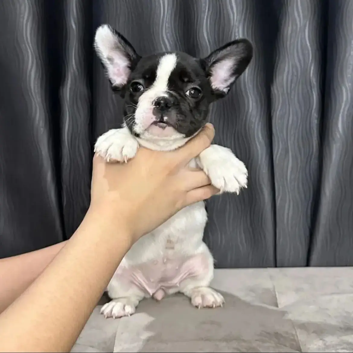 jual-pembroke-welsh-corgi-9Q2MBN02TH