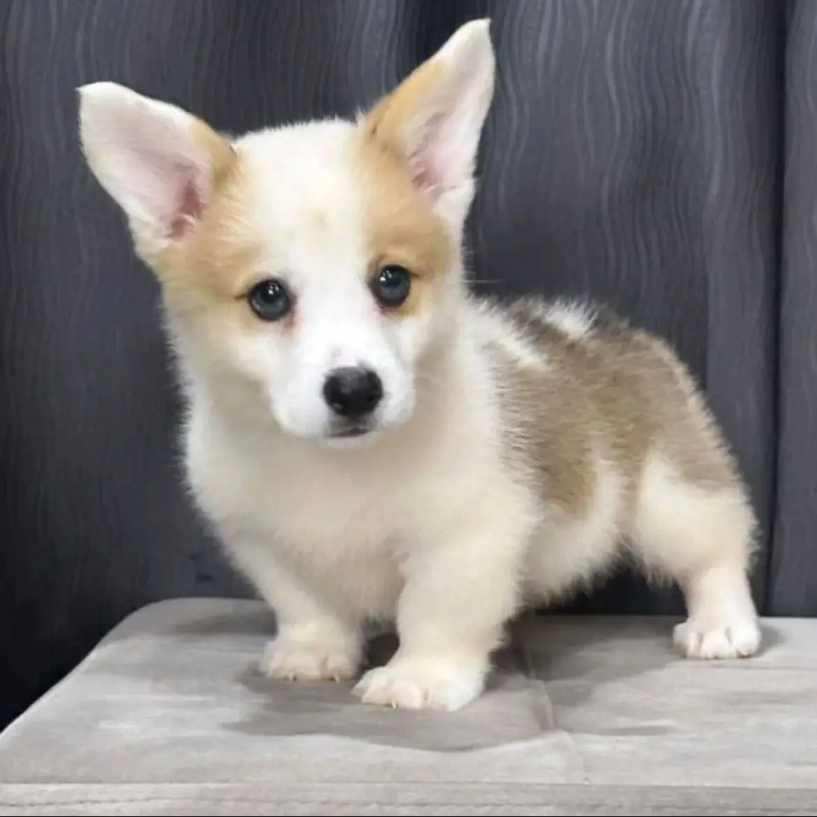 jual-chihuahua-JDEC2K20UD