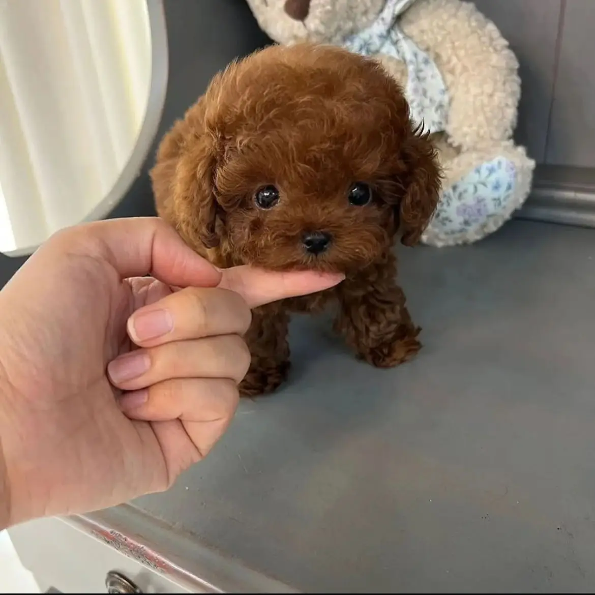 jual-poodle-LDNQW3BB20