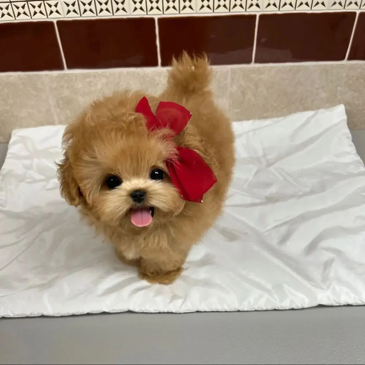 jual-poodle-ZLH7OLE3NO
