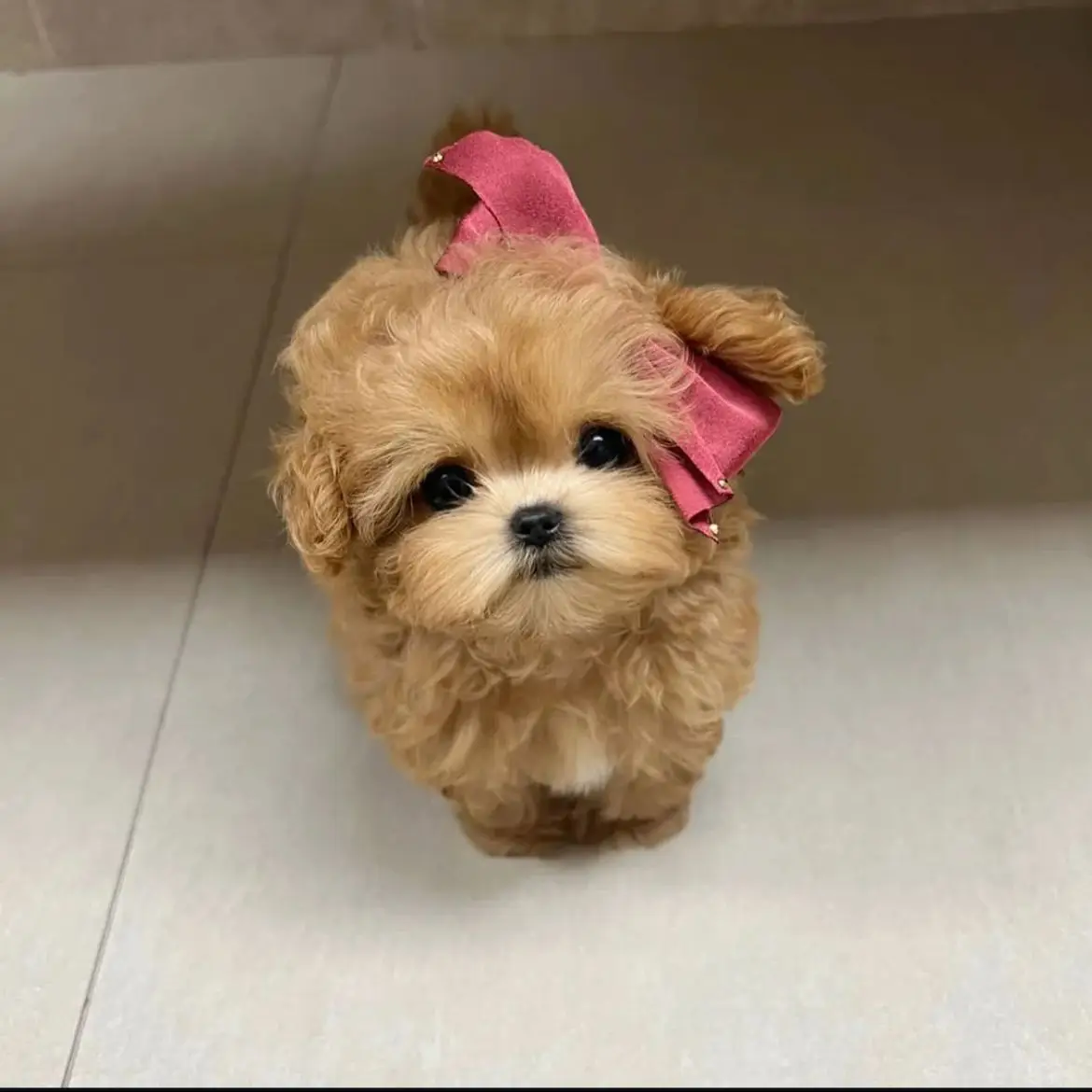 jual-poodle--QIXTFEA8LD