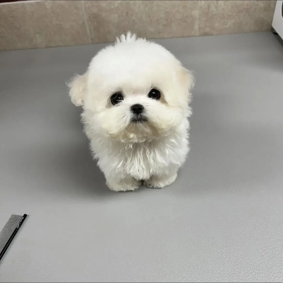 jual-poodle-putih-L0P5LQKVH5