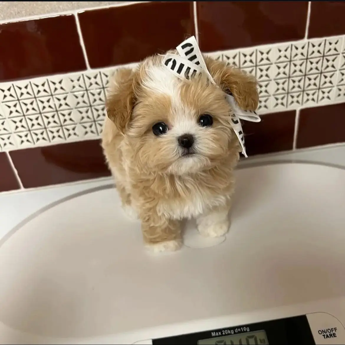 jual-poodle-choco-18U1UPCI9S