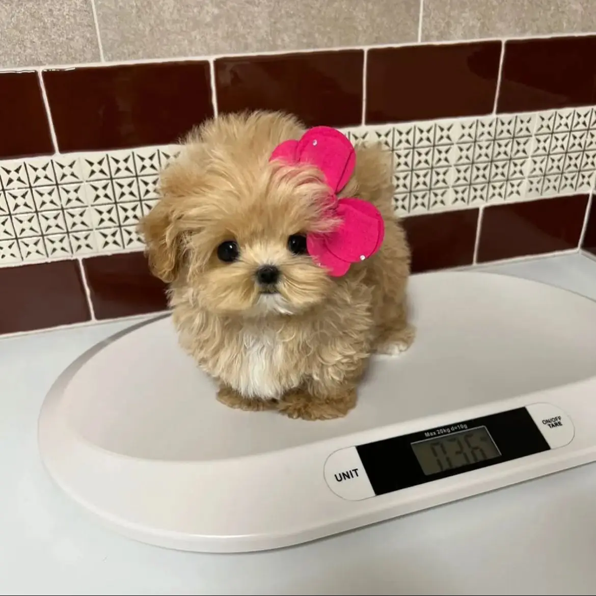 jual-poodle-lucu-B3O66L2HGJ