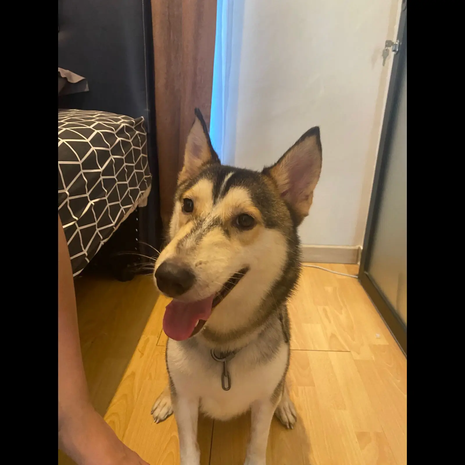 adopsi-siberian-husky-1-tahun-WPG06ST8YG