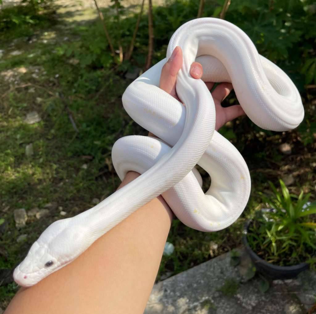 f-retic-lucy-female-18-meter-UE74VA2806