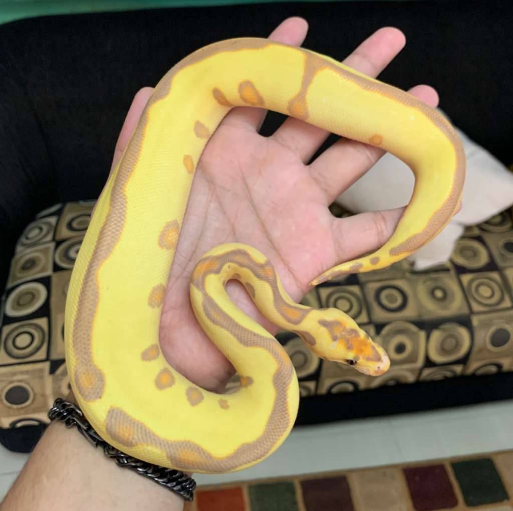 f-banana-leopard-clown-RZQ9WU716F