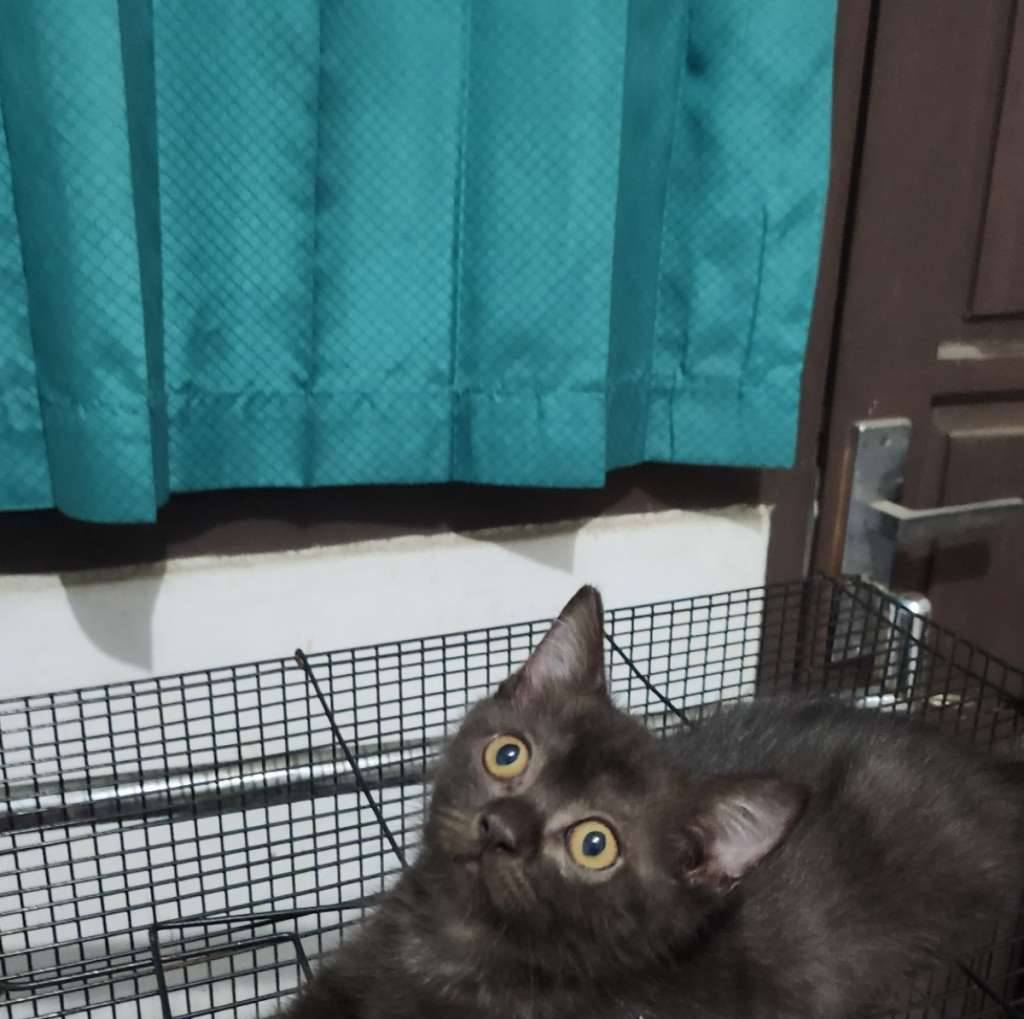 bsh-munchkin-mix-TK3ZQTB2J2