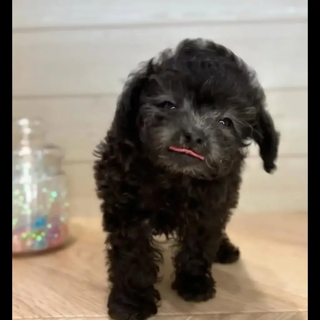 jual-toy-poodle-CC9M608B2B