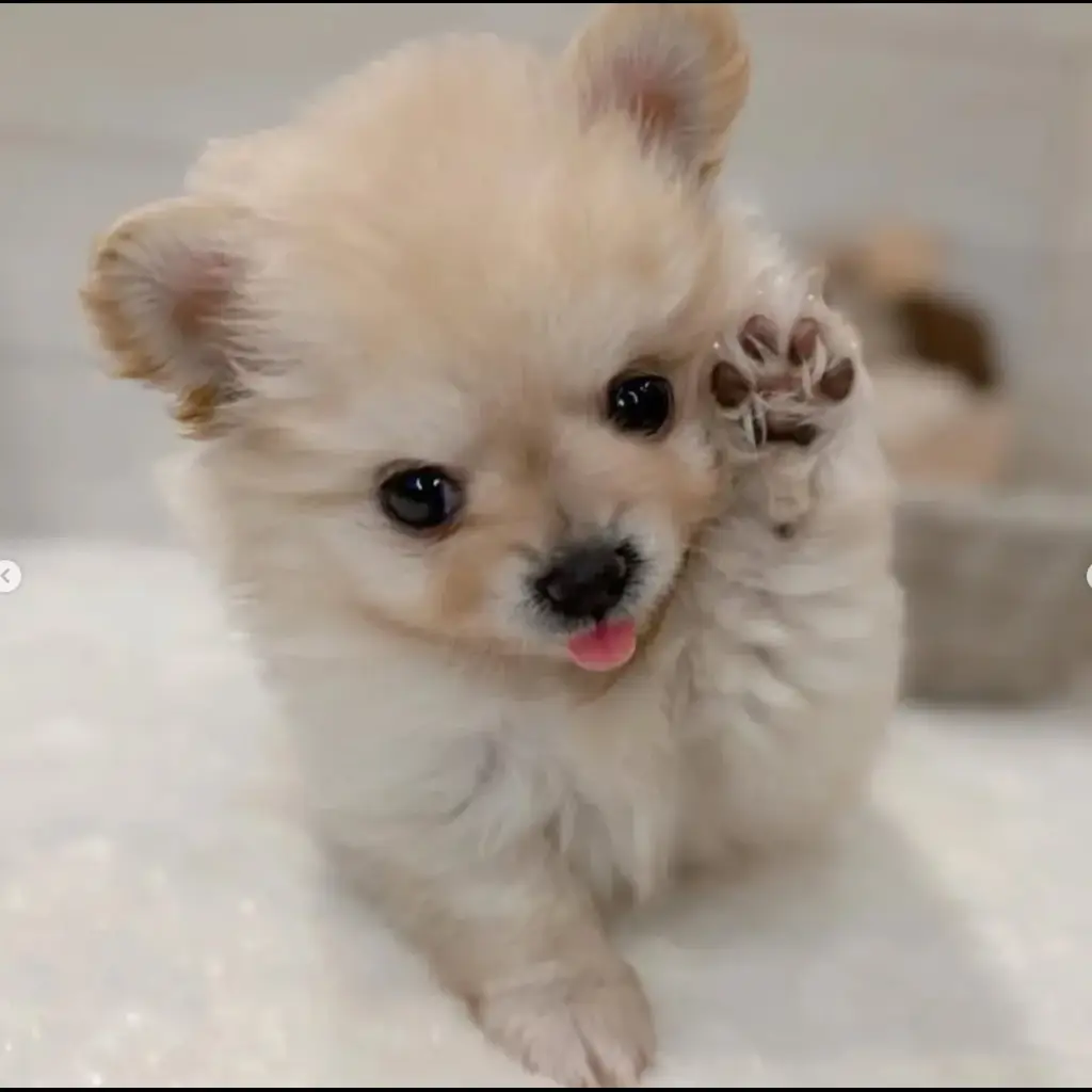 jual-pomeranian--LY995ER6AY