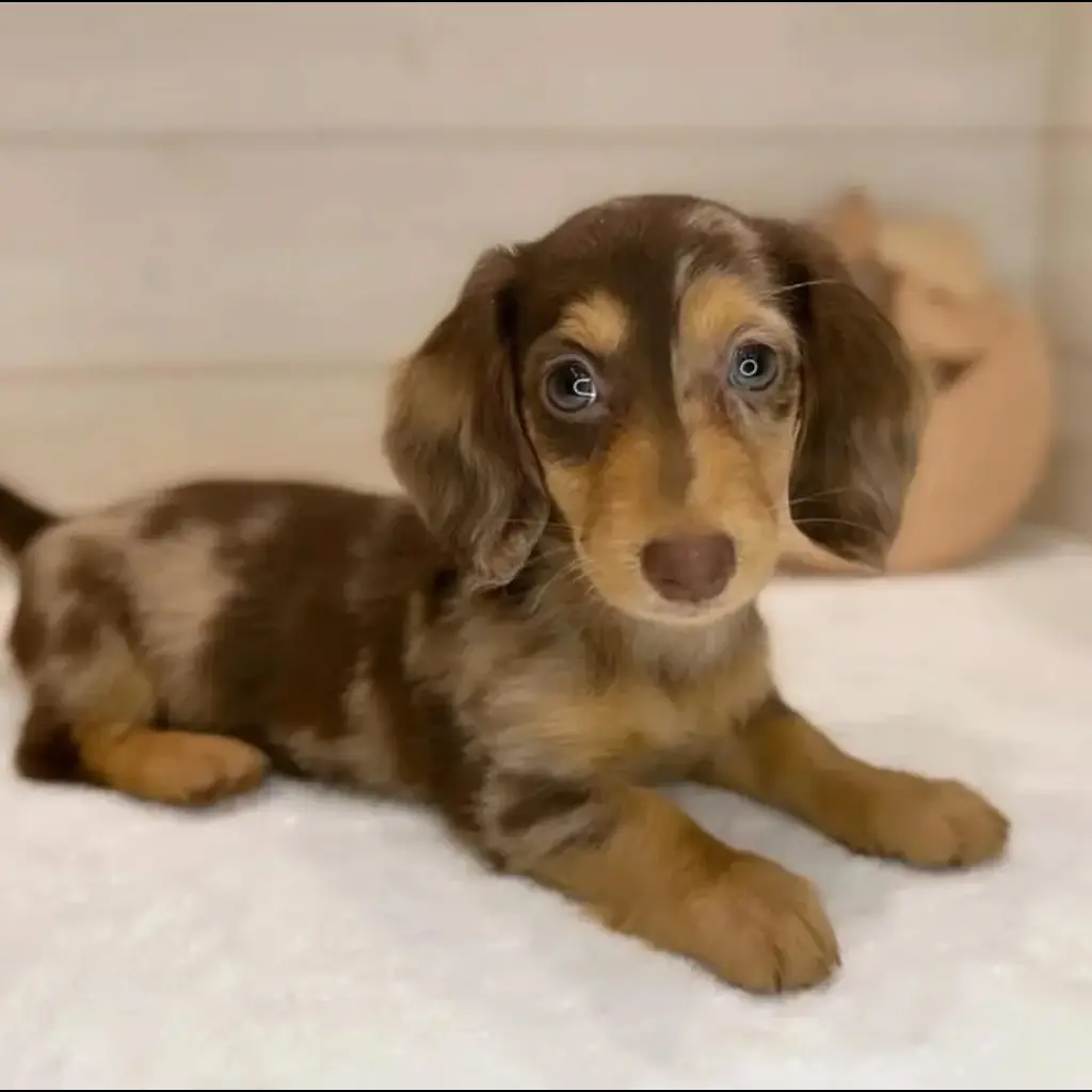 jual-dachshund-FZMKCRUZ9R