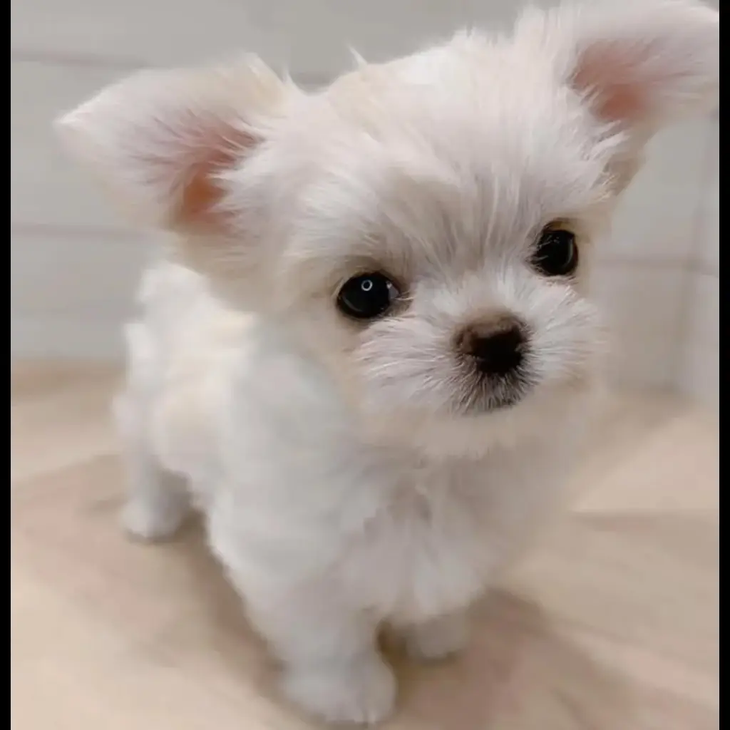 jual-maltese-7VFHTXUHKM