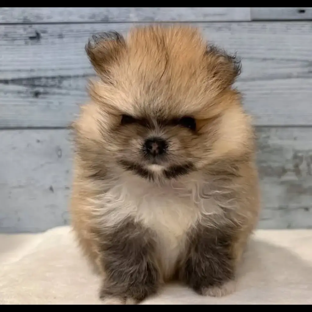jual-pomeranian-VGHEQA02U9