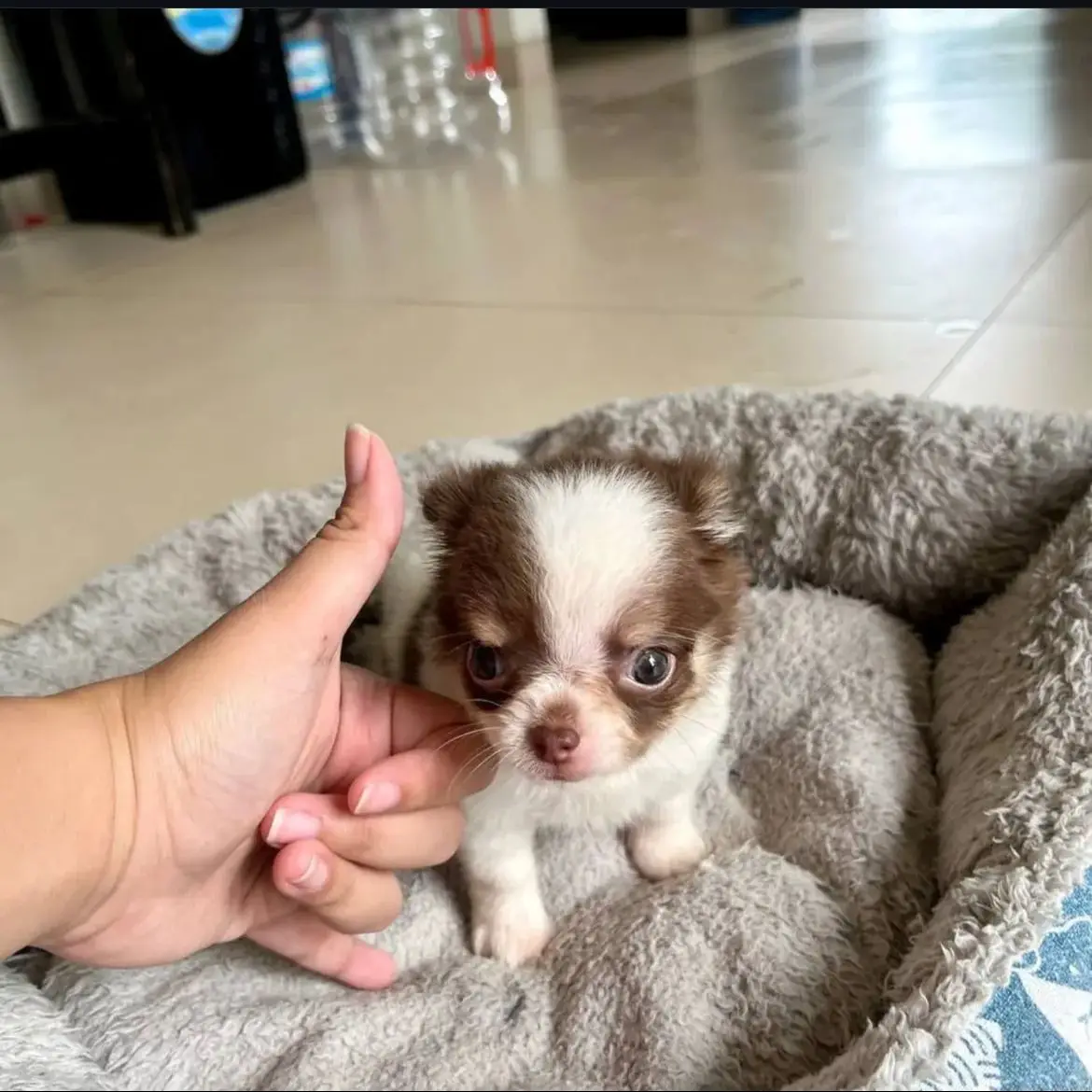 jual-chihuahua-choco-DPYUPMHR94