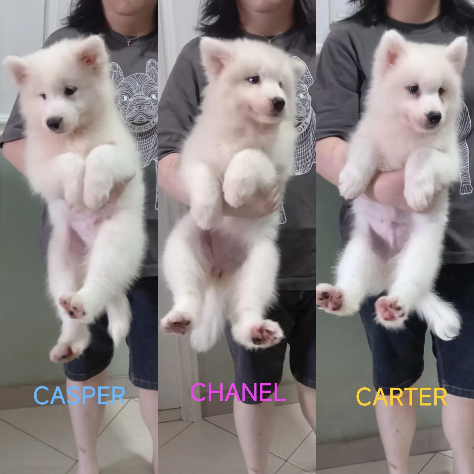 adopsi-samoyed-puppies-3-bulan-stamboom-big-bone-IXEI3279NF