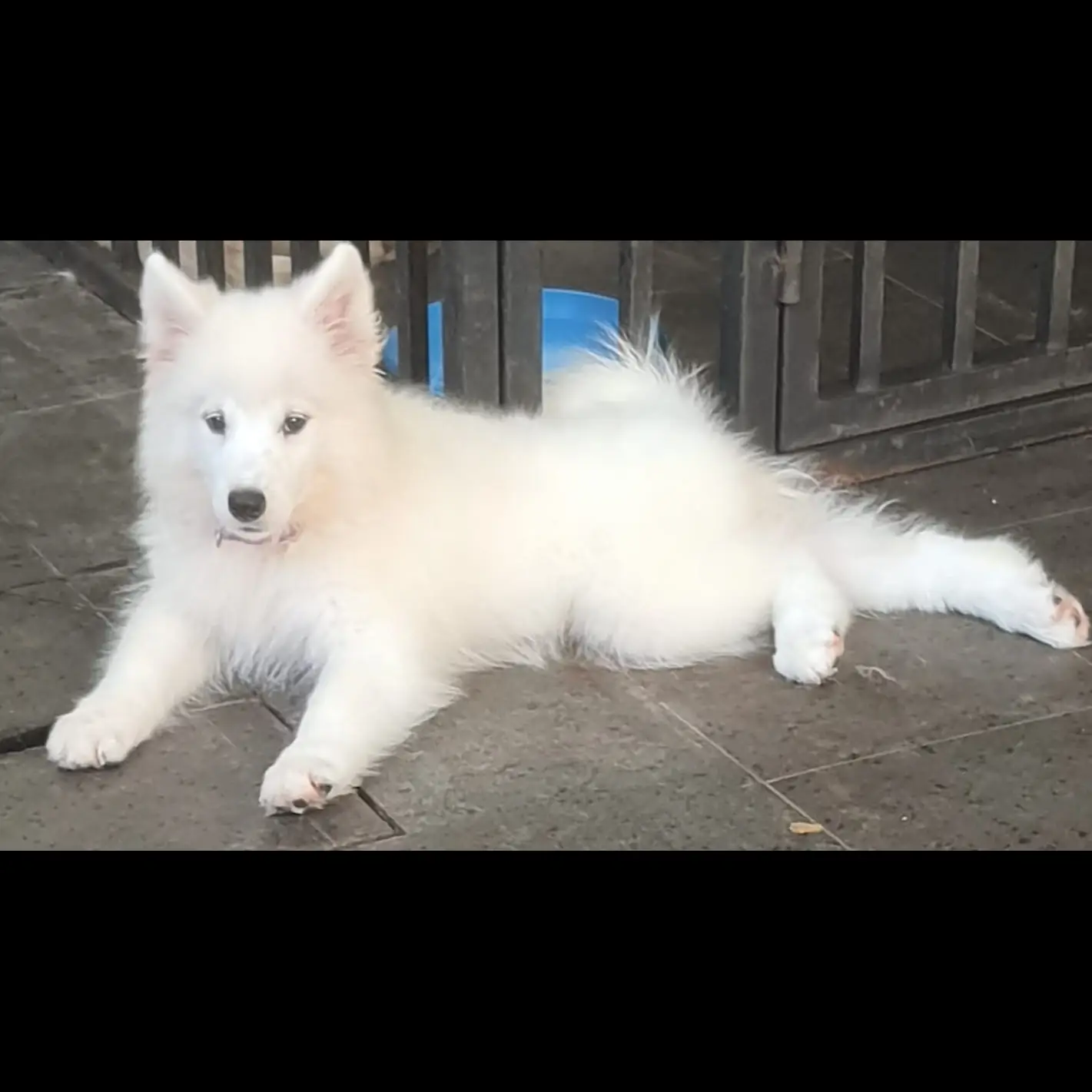 jual-samoyed-puppies-3-bulan-stamboom-big-bone-jumbo-KJETL1LZSY