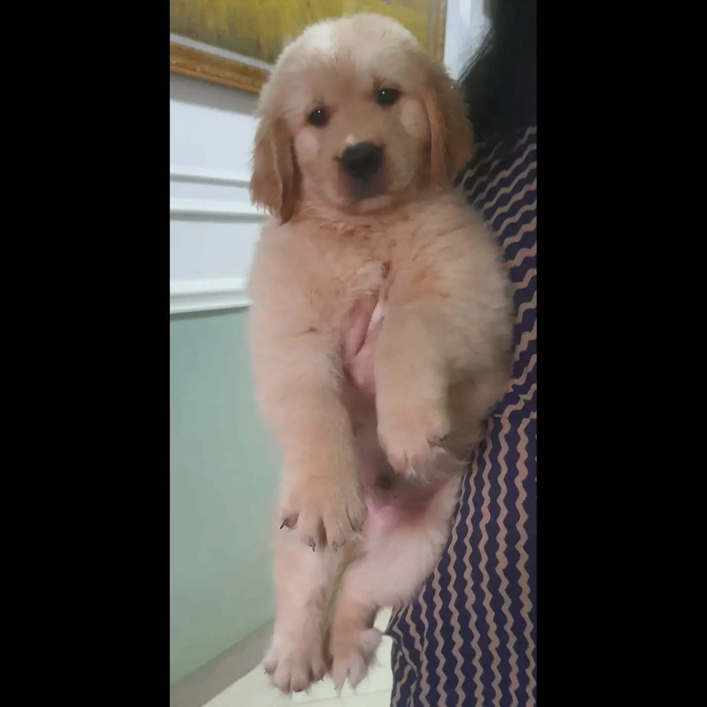 adopsi-golden-retriever-3-bulan-jantan-big-bone-FWTDFMQ79B