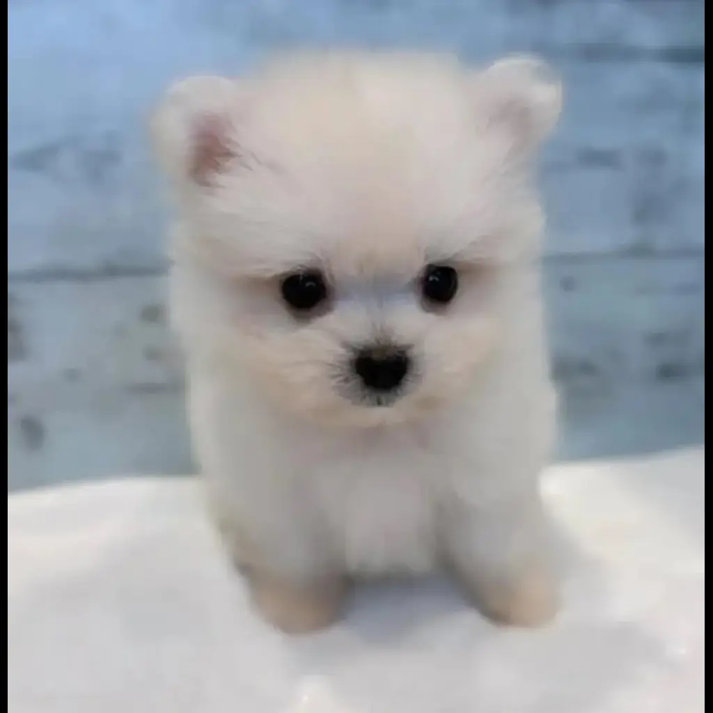 jual-pomeranian-CGJONKG8ZL