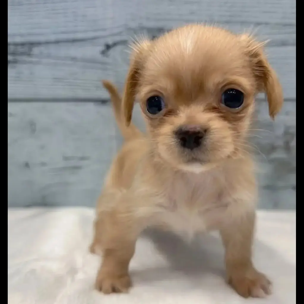 jual-chihuahua-CVMXHVDCEK