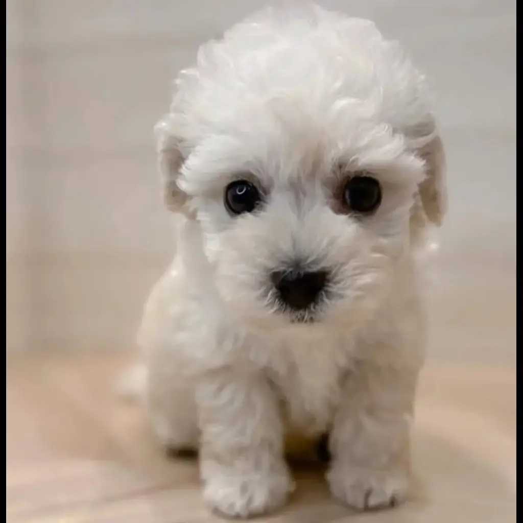 jual-toy-poodle-9KMN0Q6VUU