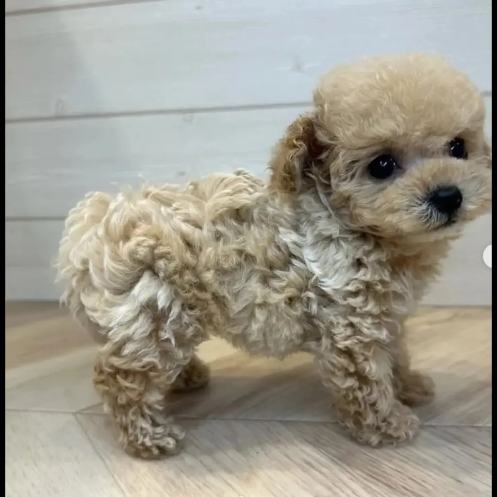 jual-mini-poodle-EZDO6NWZMH