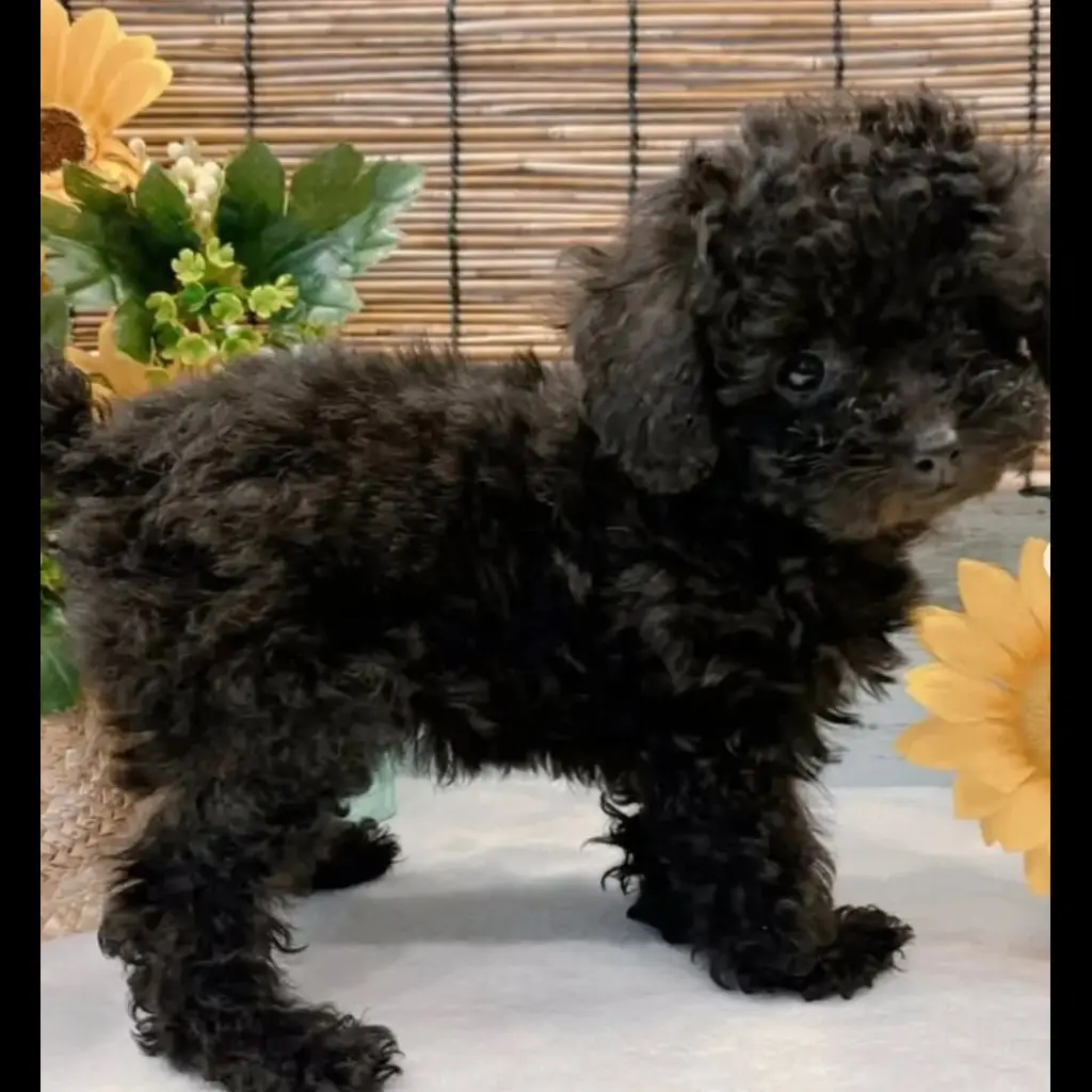 jual-mini-poodle-IKNLSW8171