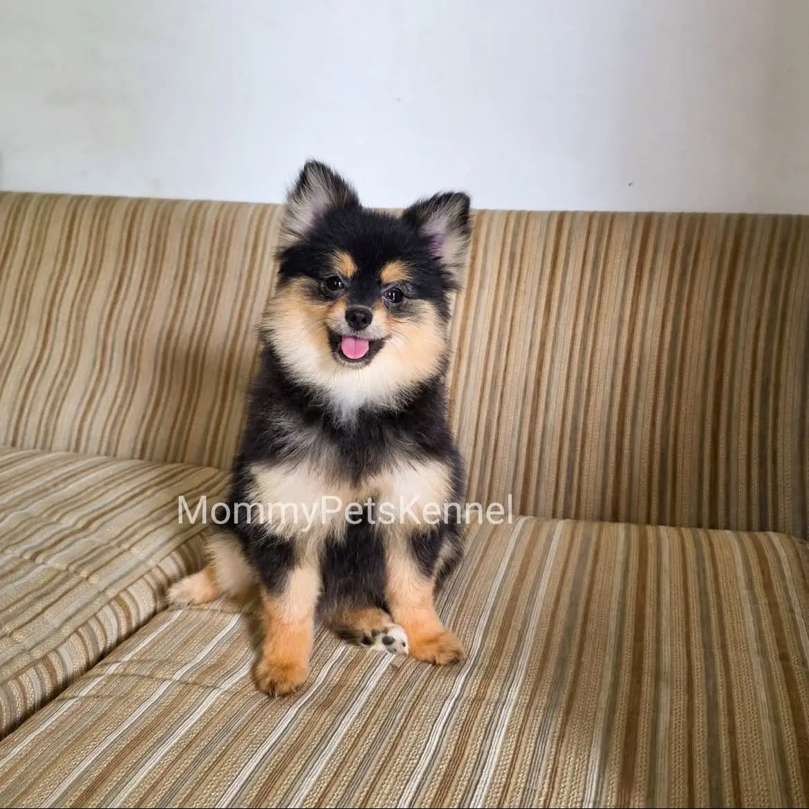 jual-pomeranian-black-meilan-GLGFBZ68T9