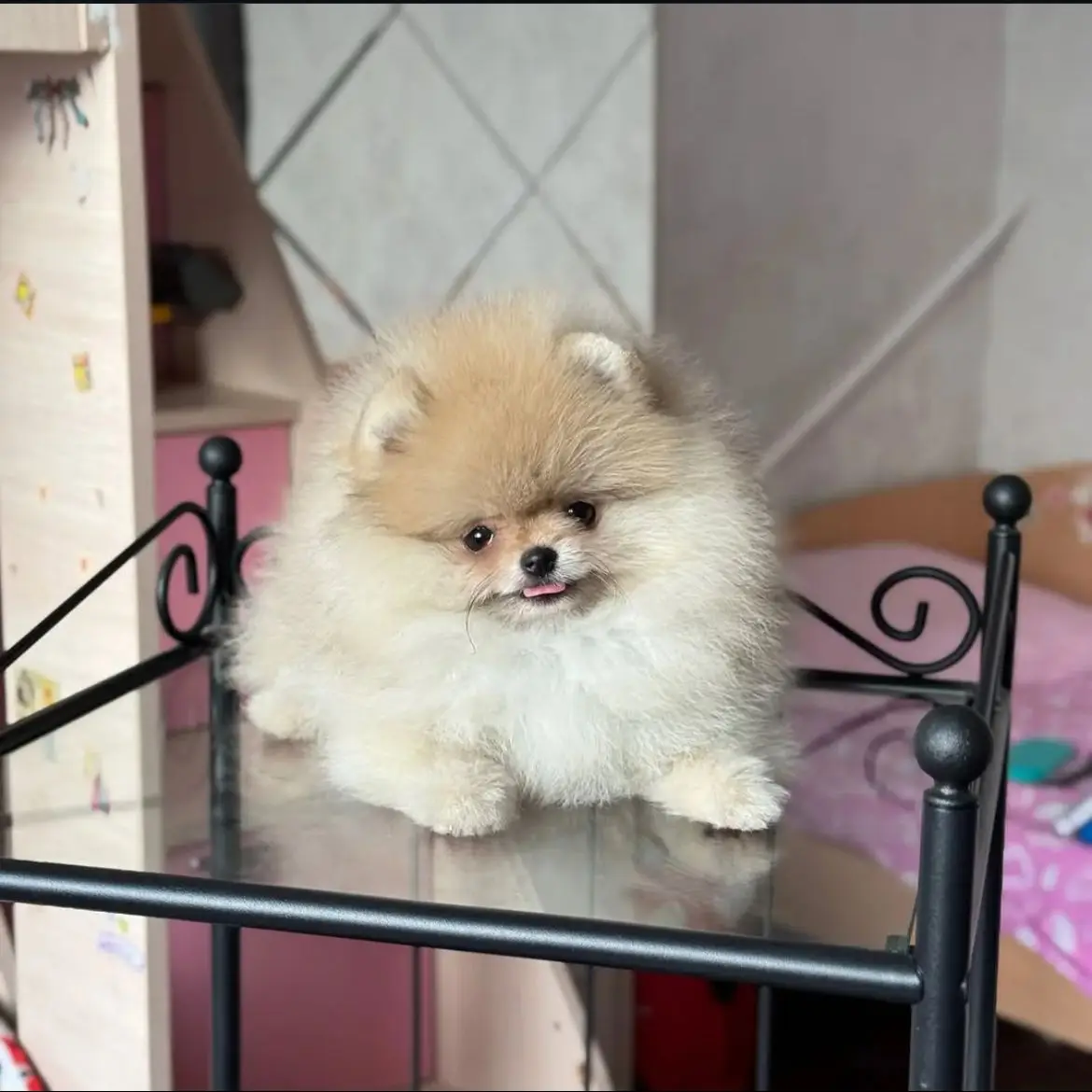 jual-pomeranian-white-YDJ6MFGU43