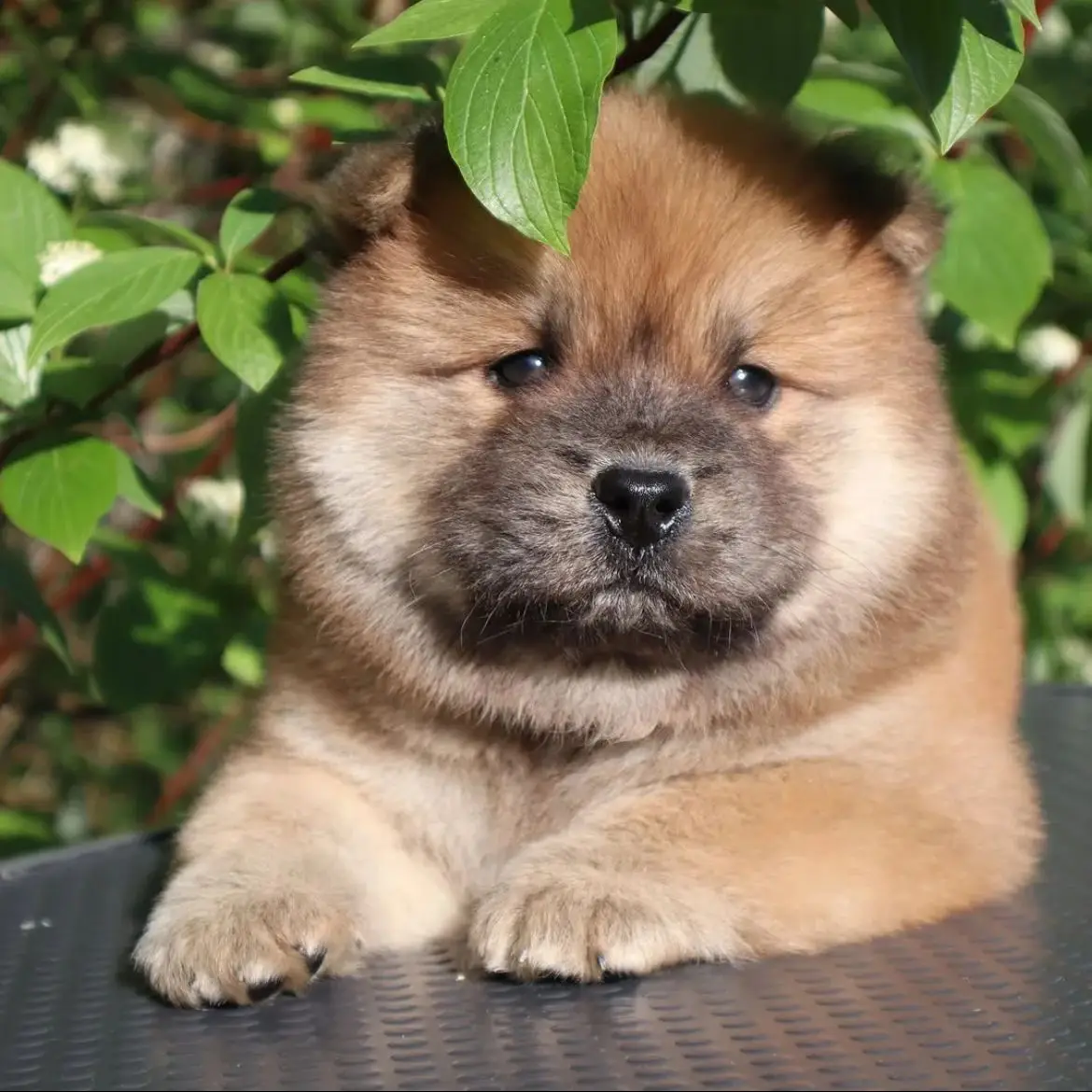 jual-pomeranian-choco-V8JZTUNI5W