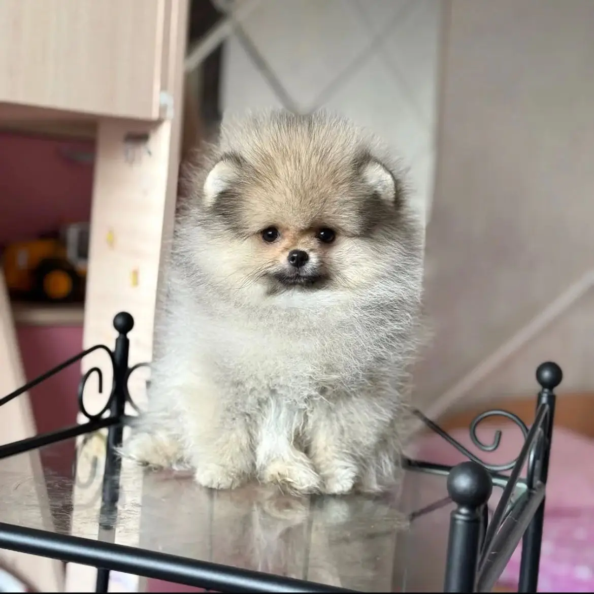 jual-pomeranian-black-white-LX0HGWZ1S7