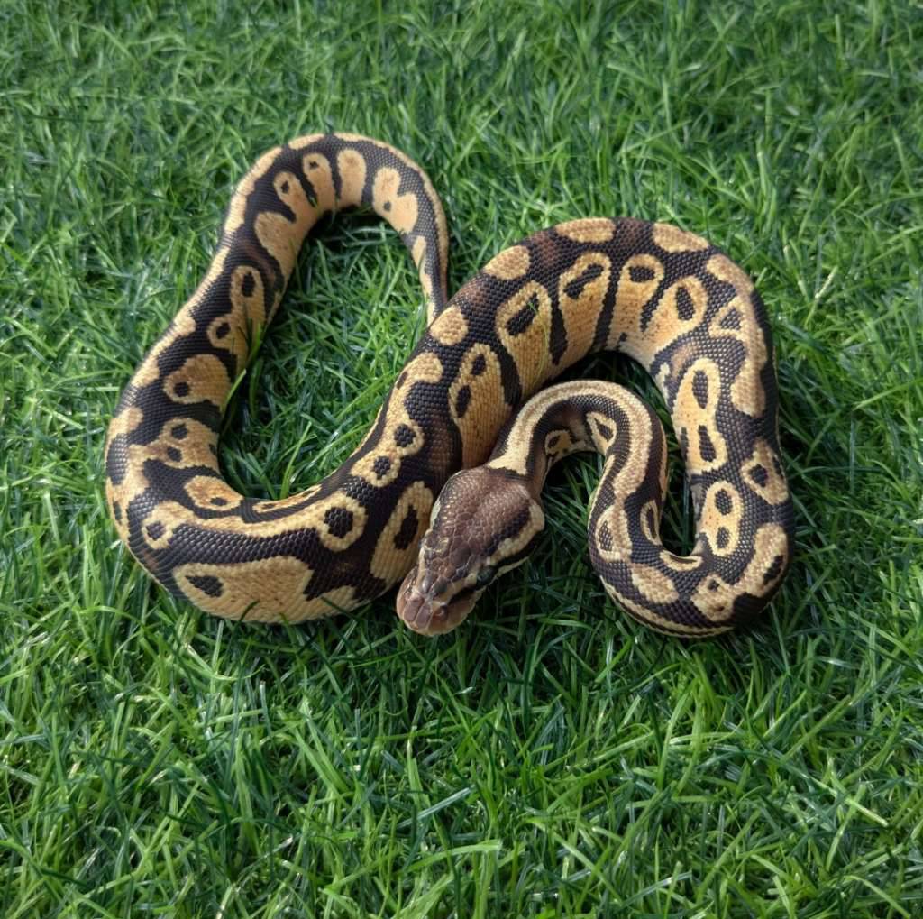 f-pastel-specter-het-desert-ghost-VLIUG2FHR0
