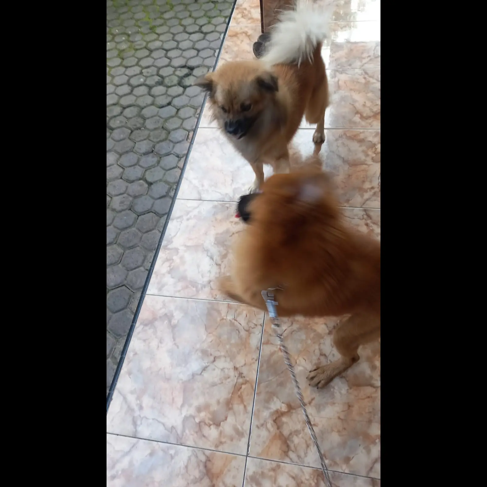adopsi-anjing-muda-UZAVL3MGC2