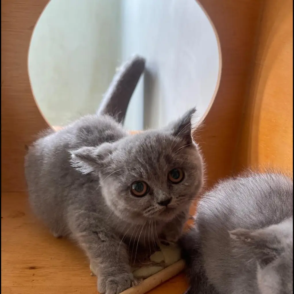 jual-kucing-bsh-7IGYOWFO2V