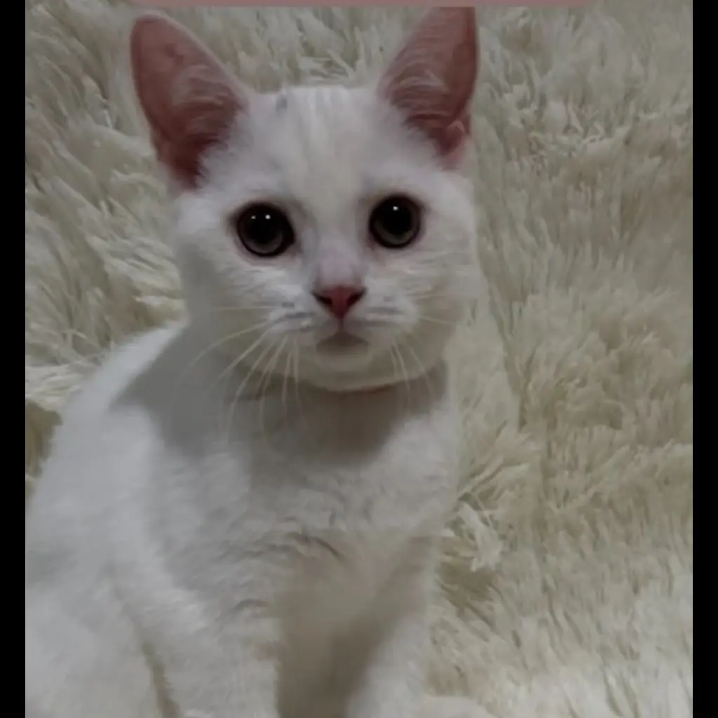 jual-kitten-bsh-QINORZAGKR