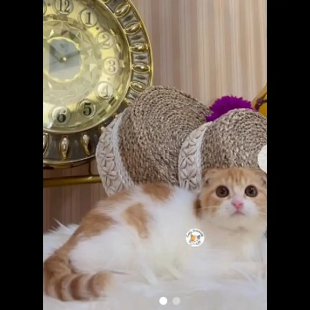 jual-kitten-scottich-triple-fold-07YANVB3AV