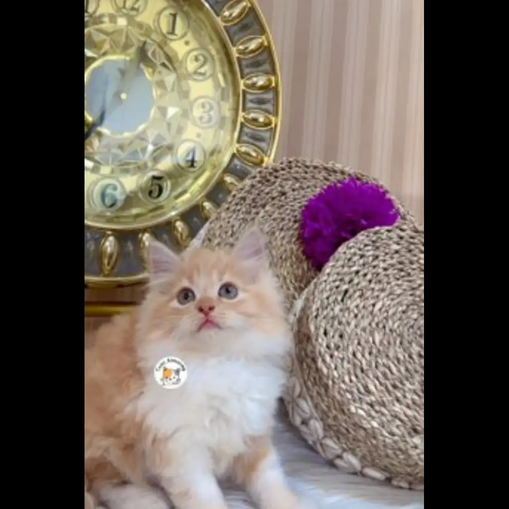 jual-kitten-flatnose-25-month-532P8ZH1QB