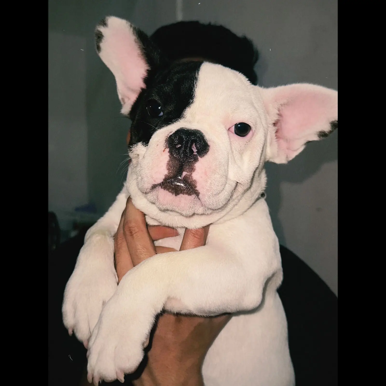 french-bulldog-betina-stambum-vaksin-NT0RZXFS61
