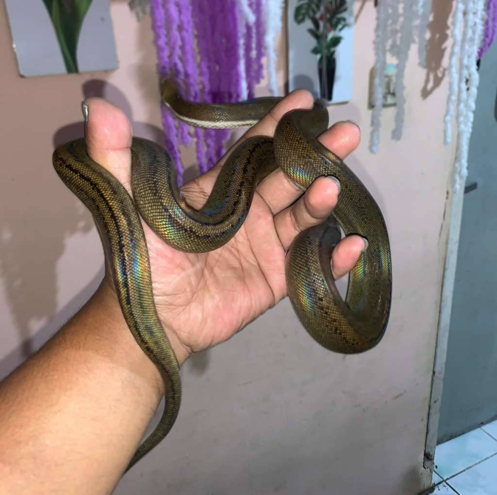reticulatus-sd-gc-bacan-platinum-tiger-GQQ8SDVW51
