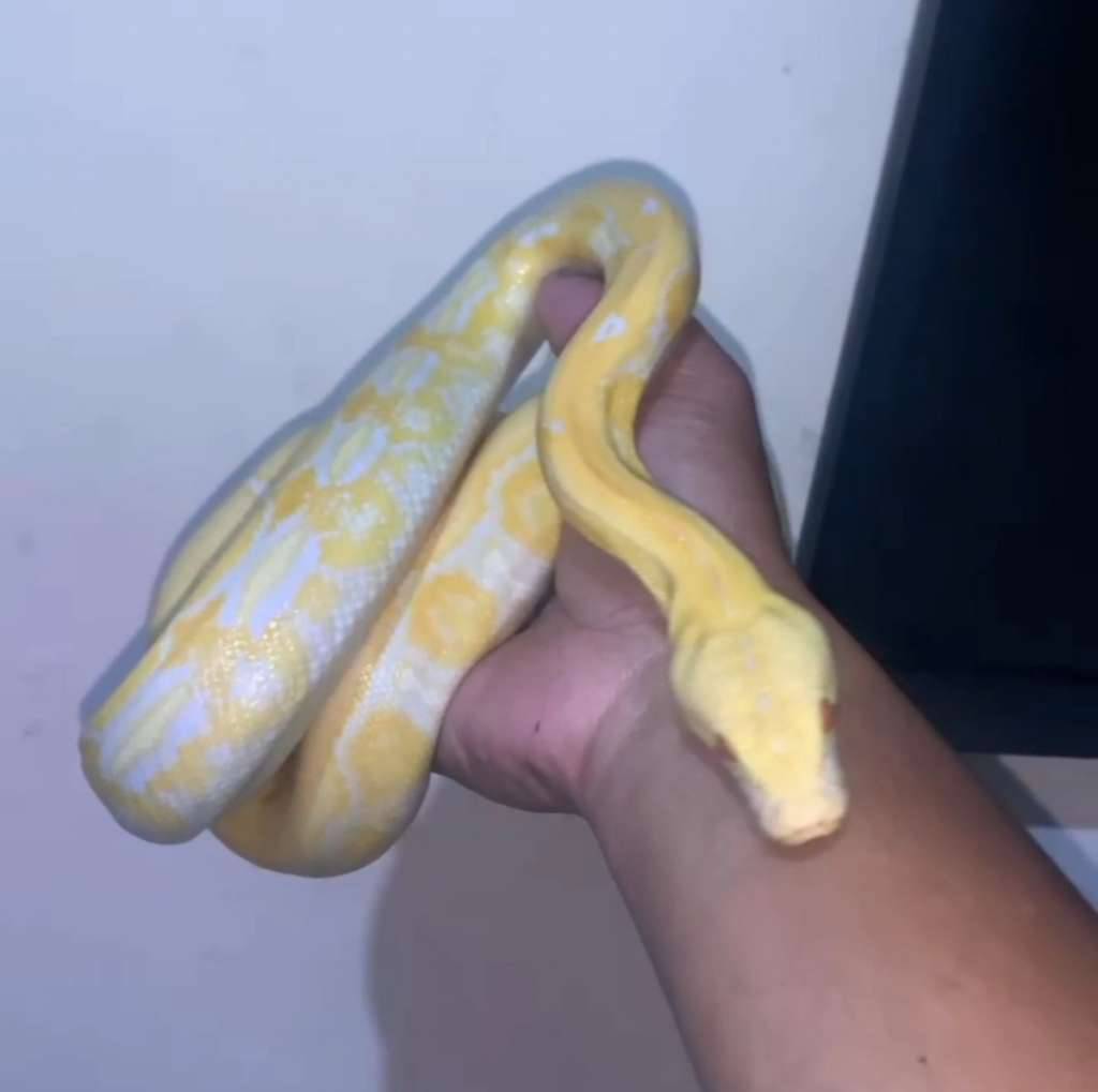 reticulatus-tiger-albino-white-phase-KKEOF0D5MC
