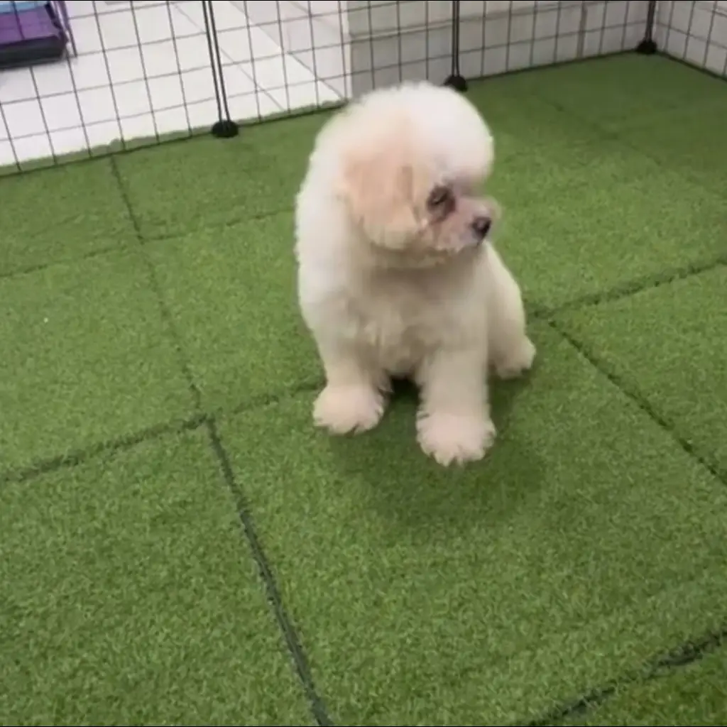 jual-toy-poodle-chanel-MAOT8OMHWD