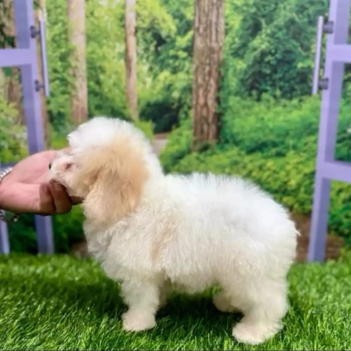 jual-party-color-toy-poodle-furla-AWIXRQS2VA